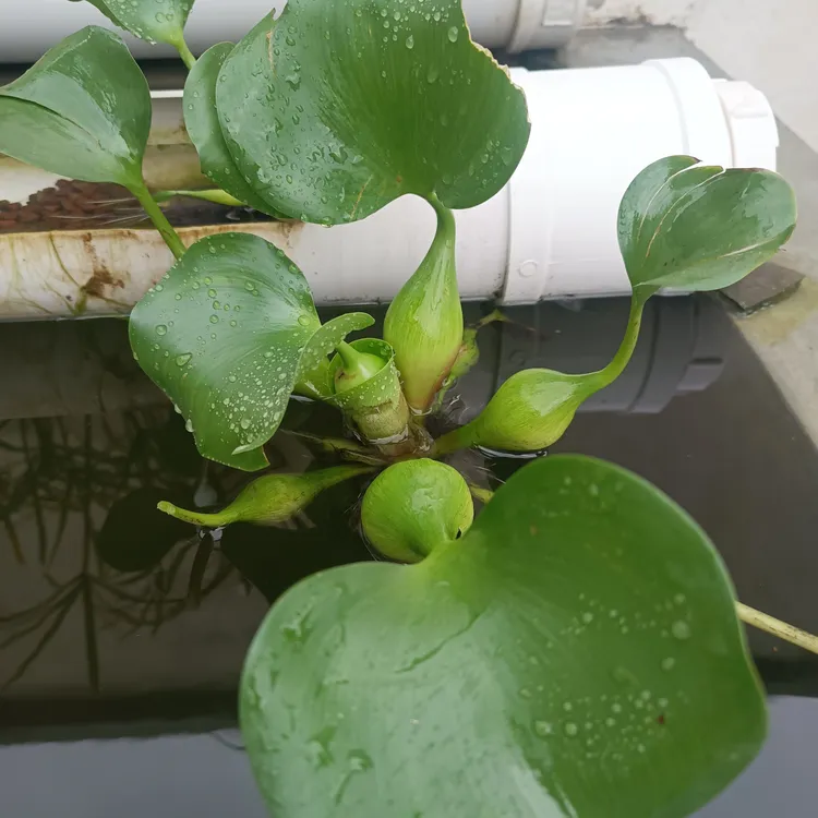 水葫芦水培水养鲜活绿植可净化水质用于养龟缸庭院造景
