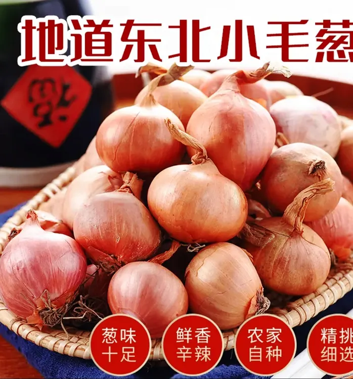 东北新鲜农家毛葱地道老品种（4-6瓣）精选果