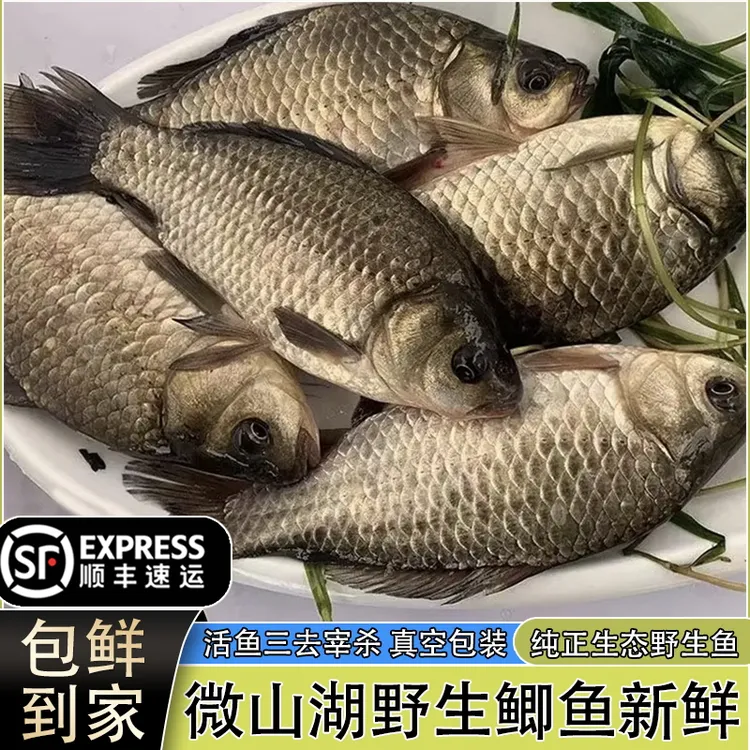 生态大鲫鱼微山湖生态淡水土鲫鱼新鲜活鱼现杀去内脏鲫鱼炖汤红烧