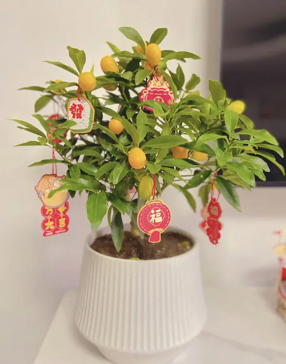 【四季桔】室内带果绿植·吉祥如意带果四季开花结果招财盆栽  顺丰