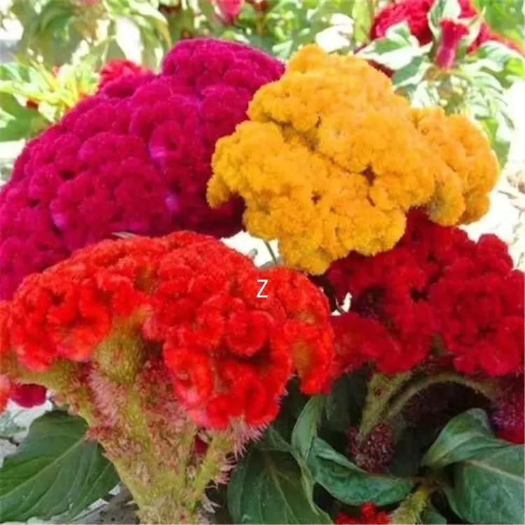 鸡冠花种子扇状观赏阳台庭院室籽四季播种开花外盆栽花种
