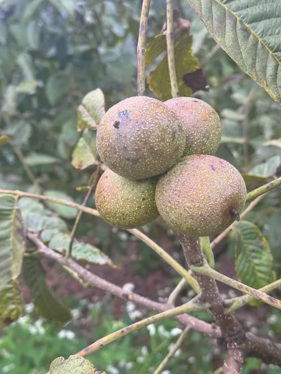 云南高山老树自然生长原生态新鲜生湿核桃