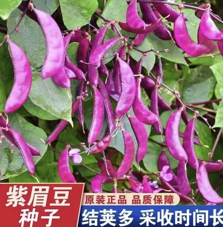 紫眉豆/紫边眉豆种子高产抗病连续结果蔬菜种子（拍2送1）