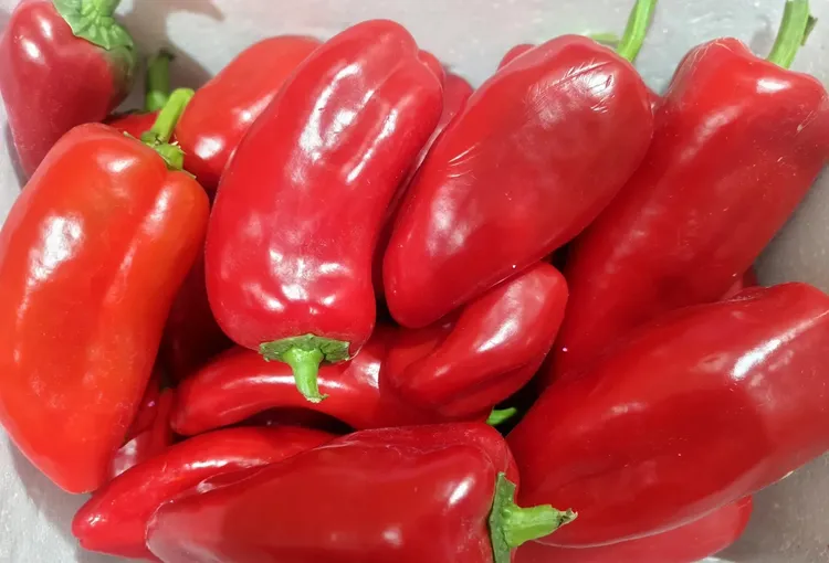 新鲜现摘菜红椒椒不辣清甜多汁富含维C