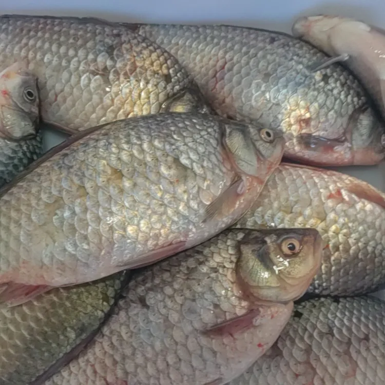 野生冷水（鲫鱼4-8两一条）4斤-10斤箱包邮！
