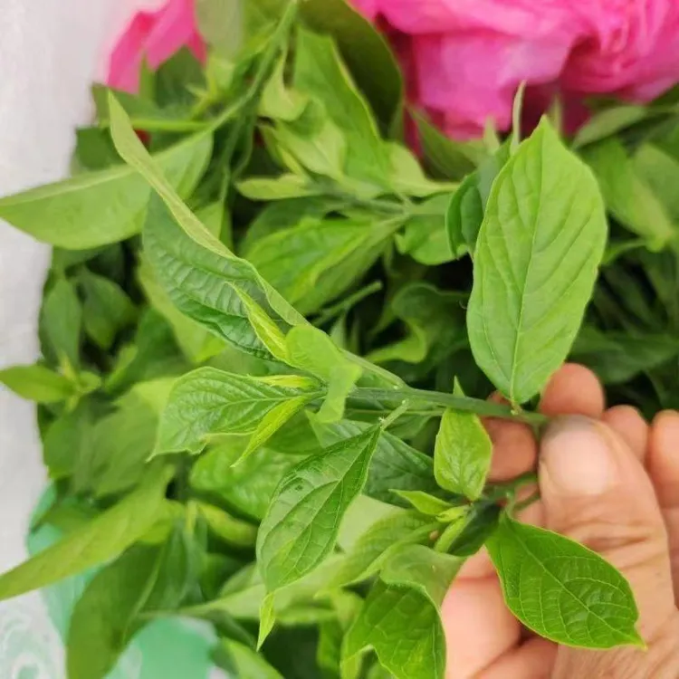 大青叶金刚术清风丝野生空心菜清凉当季野菜焯水真空包装发货