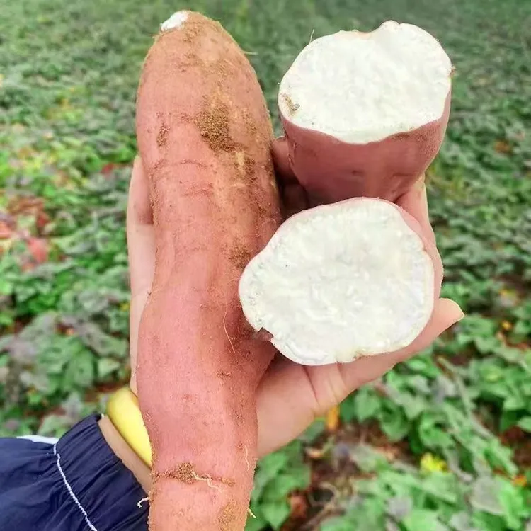 【现挖现发】沙地哈蜜冰糖番薯甜糯粉糯超甜板栗红薯地瓜哈密白薯