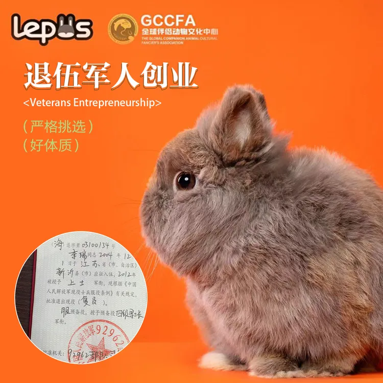 退伍军人创业养殖小型宠物兔活体适合家庭饲养侏儒兔