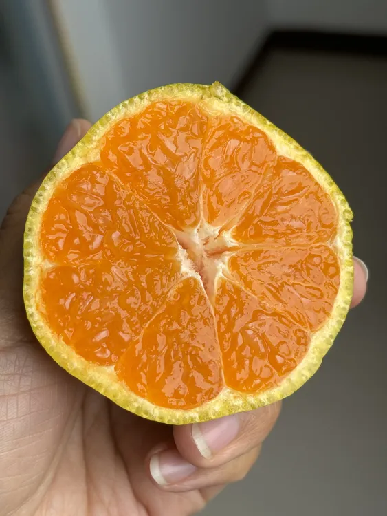 湖北丹江口武当蜜桔净重5斤果园农药直发手工顺丰包邮