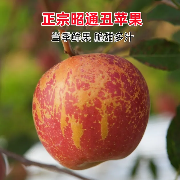 正宗云南昭通红露丑苹果冰糖心苹果脆甜高原红富士苹果当季包邮