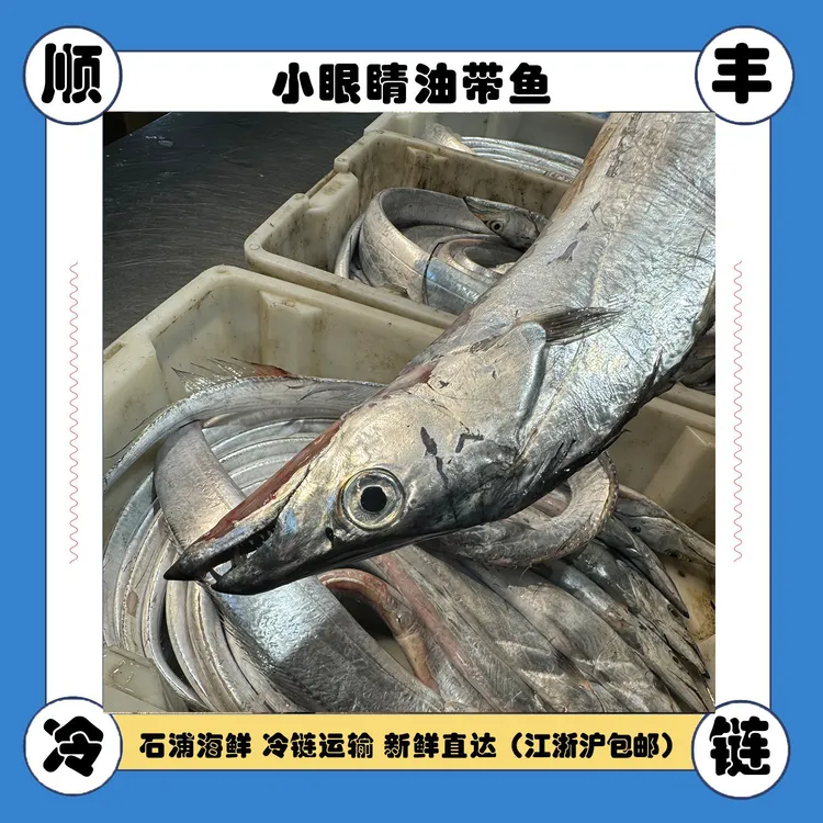 东海雷达网小头小眼睛油带鱼(可去内脏）顺丰快递浙江舟山大带鱼