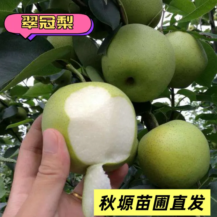 四川正宗翠冠梨嫁接苗根系发达易成活技术指导南北栽植
