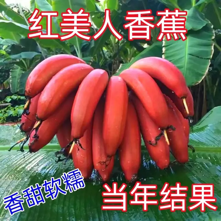 香蕉树苗新品种红美人香蕉苗带土带叶发货好种植好管理