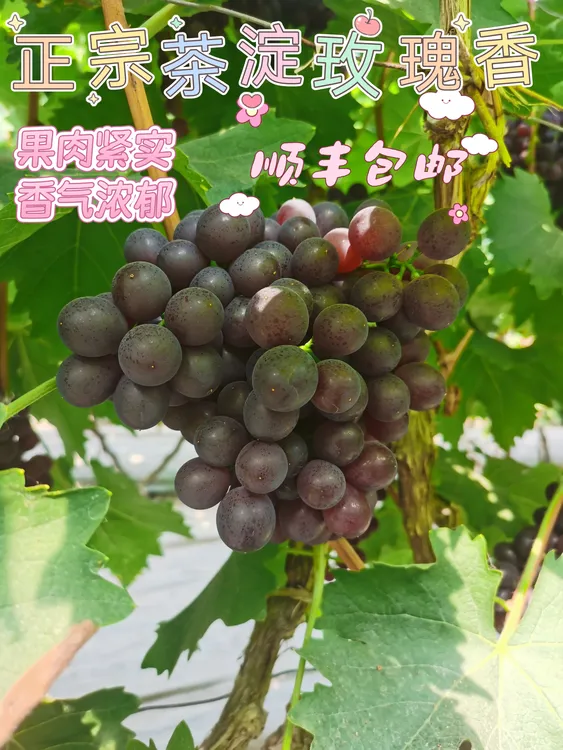 （京津冀）露天天津正宗茶淀玫瑰香葡萄现摘现发顺丰包邮4斤装净重