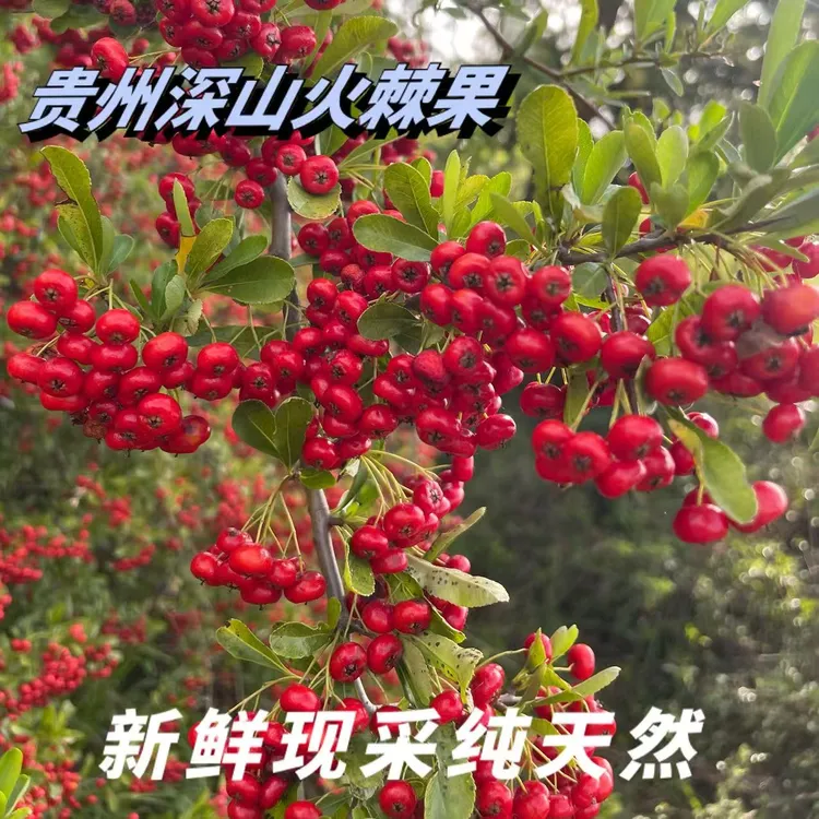 贵州深山火棘果新鲜现采就军粮水红子火把果