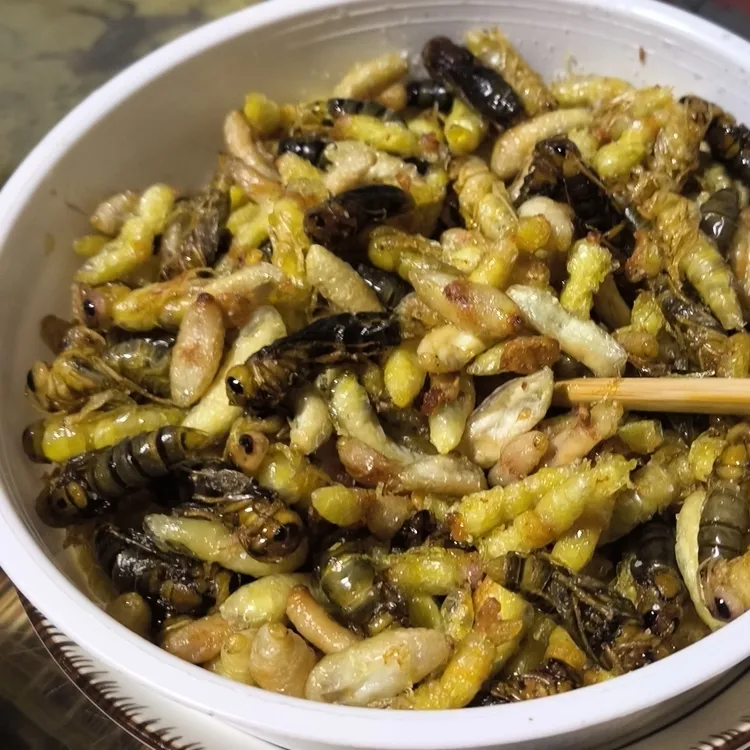 野生新鲜速冻马蜂蛹树蜂蛹油炸蜂蛹