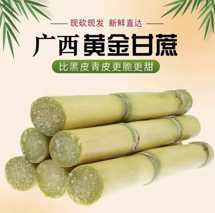 （黄金甘蔗）广西新鲜现摘甘蔗脆甜多汁当季水果产地直发