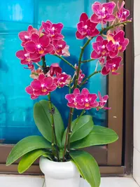 【繁星3花剑】蝴蝶兰开花巨好看开花花量多