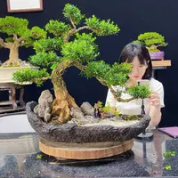 黄杨盆景老桩四季常青