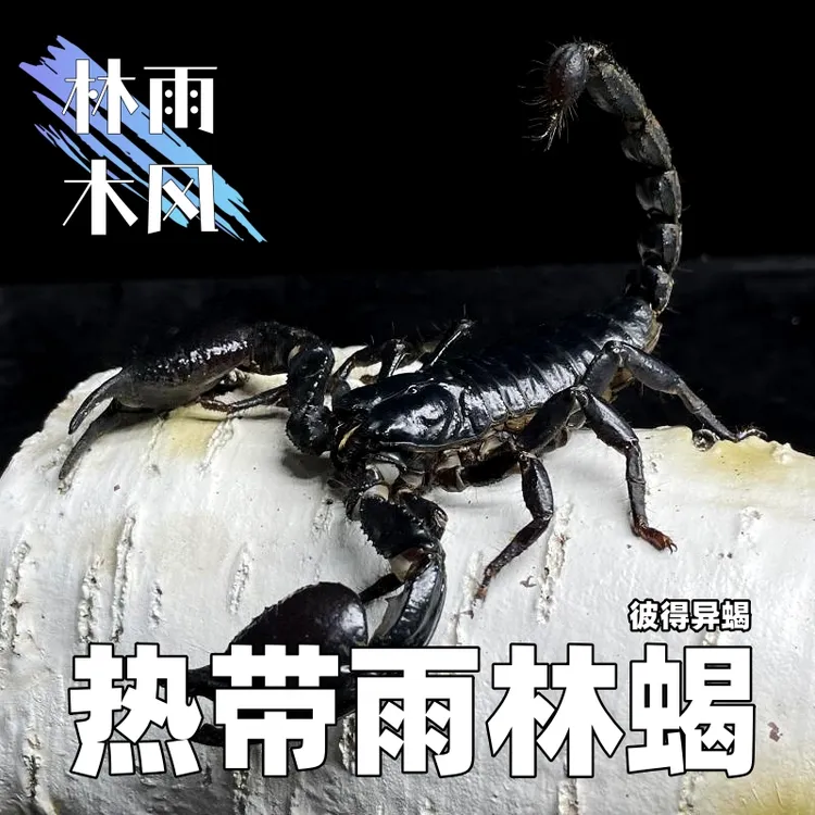 亚洲热带雨林蝎彼得异蝎大型蝎子性格温顺易饲养性价比高可上手玩