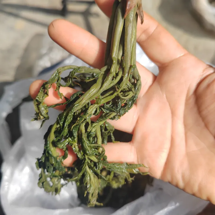 秦岭老乡采收的野生头茬香椿芽口感清脆香味浓郁油泼辣子嘹咋咧
