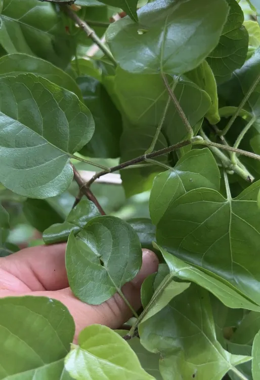 怀化新鲜神仙豆腐树叶斑鸠叶臭黄荆叶翡翠青草凉粉叶观音鬼豆腐叶