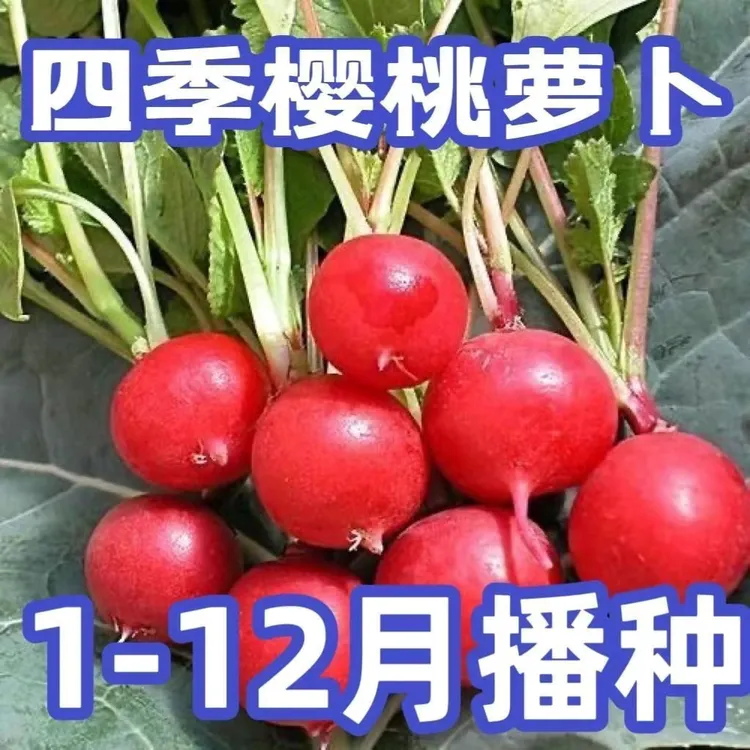 樱桃萝卜种子水果蔬菜大全种籽四季高产阳台盆栽冰淇淋萝卜种子籽