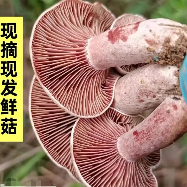 野生新鲜现摘乌枞菌三九菇松菇寒菌蘑菇松树菇顺丰江西当季松树菌
