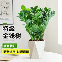60-70公分金钱树盆栽室内外客厅办公室净化空气四季常青绿植