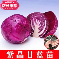 鲜活紫甘蓝秧苗种子耐寒高产穴盘带土可食用紫色卷心包心菜种植
