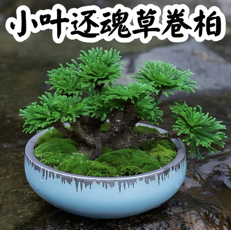 神奇九死还魂草卷柏见水还阳可用于造景的绿植九死还魂草盆栽