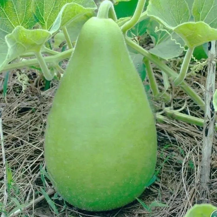 瓜种籽菜葫芦圆瓠瓜种子早生春秋蒲瓜瓠子瓜耐热农家爬藤蔬菜种孑