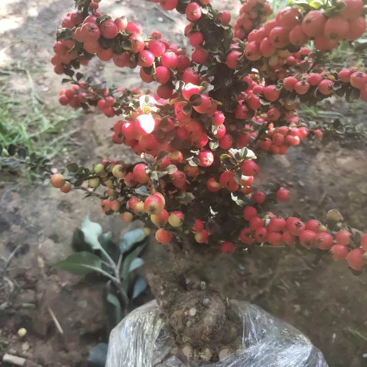 红花双排，西施大果子