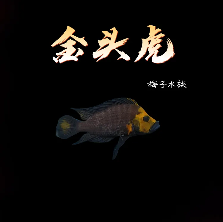 梅子金头虎三湖慈鲷热带鱼
