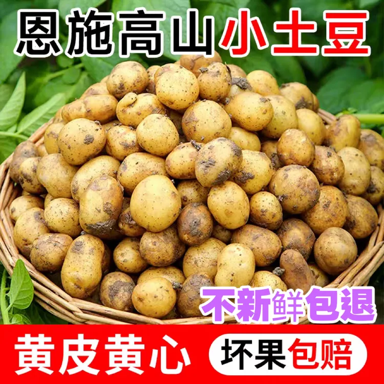【精选小土豆】湖北高山农家种植小土豆黄皮黄心粉糯迷你烤土豆细腻