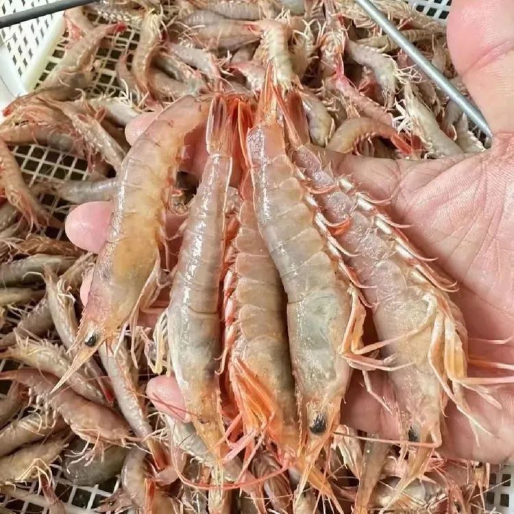 大沙卢虾11-13头  活冻南海纯野生卢虾