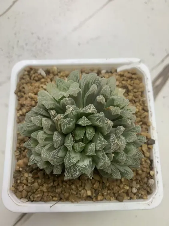 【Ann专属】十二卷白斑玉露冠幅7cm左右