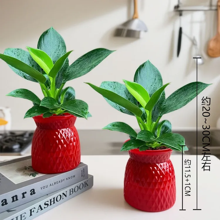 【 买一送一】金钻绿公主盆栽室内办公净化空气四季常青好养活绿植