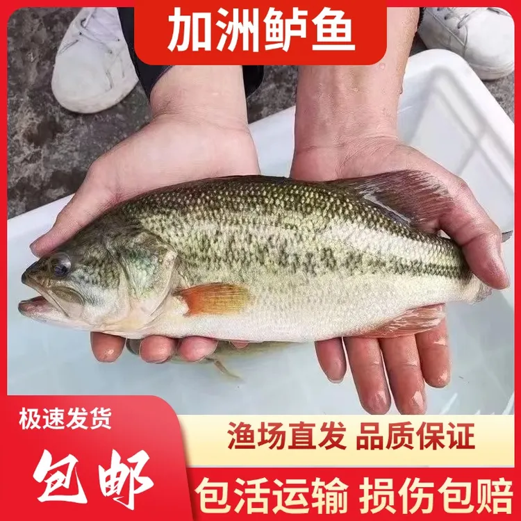 鲈鱼加洲鲈鱼淡水养殖凶猛活体海鲈鱼宠物鱼