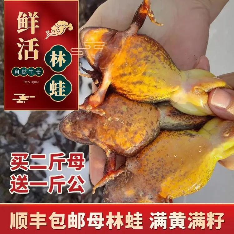 【顺丰陆运】鲜活东北林蛙蛤蟆长白山特产雪蛤黄肚鲜活产地直发