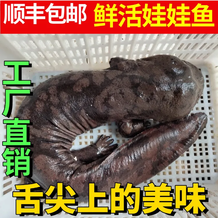 黑吉辽广西云南 娃娃鱼 人工养殖食用观赏送礼佳品 顺丰包邮包活