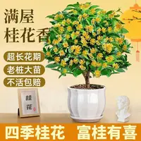 四季桂花树苗浓香型盆栽地栽月月桂花树四季开花室内庭院绿植花卉