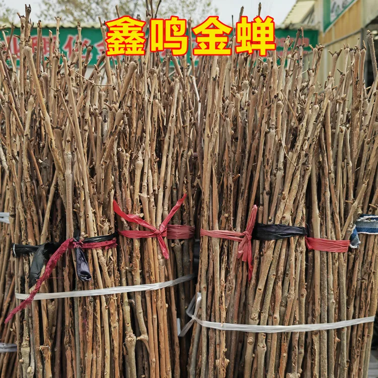 金蝉卵枝，白蜡卵枝，苹果卵枝，杨树卵枝
