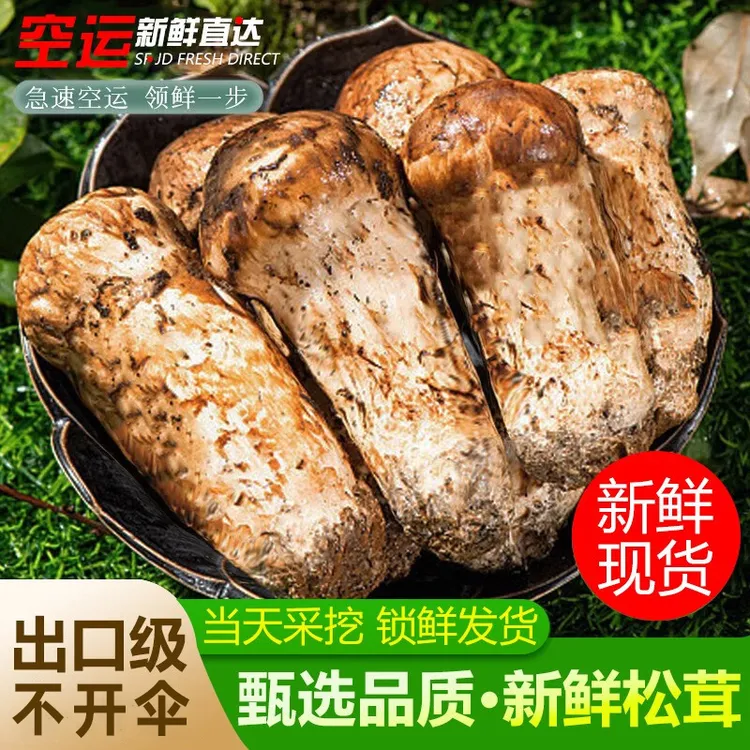 中秋送礼2025现挖新鲜松茸中秋送礼空运冷链出口特级菌子香格里拉云南高原