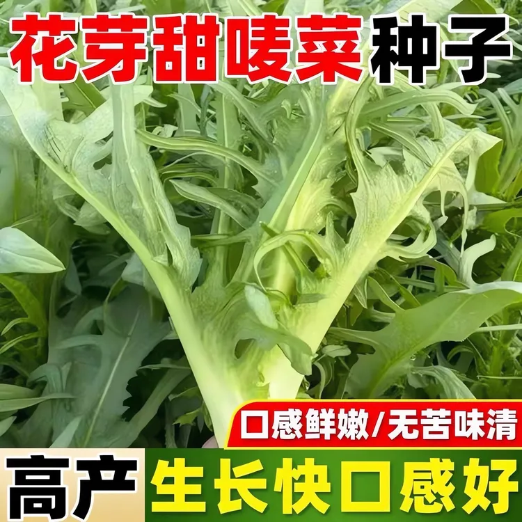 花芽甜麦菜种子南方四季野生苦荬菜种籽高产阳台盆栽农家蔬菜种孑