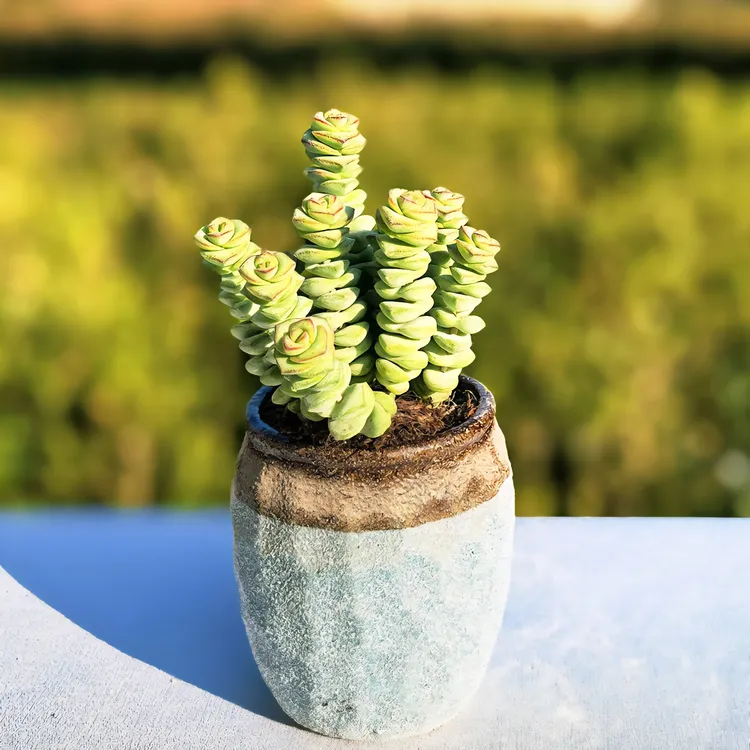 钱串多肉植物含肥料多头钱串串花桌面绿植钱串新手好养多肉盆栽
