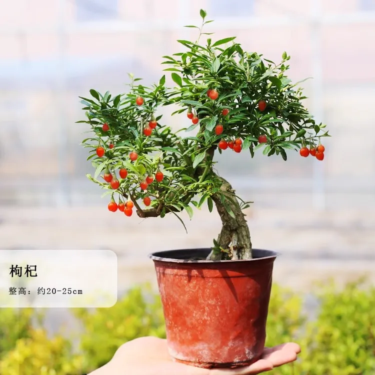 枸杞老桩盆栽观果植物适合阳台庭院的绿植