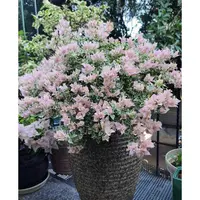 新品【花叶少女心】三角梅好养阳台勤花可爬藤可垂丝勤花不带花