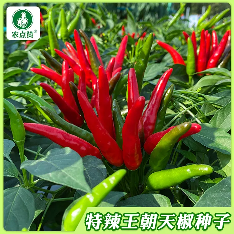 【四季朝天椒种子】小米辣辣椒种子可食用庭院阳台盆栽耐寒种植