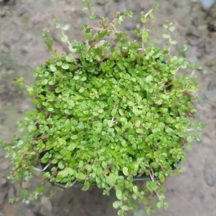 珍珠草上水石假山造景爬藤植物四季常青盆栽鲜活植物四季可用盆景